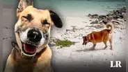 Perrito ciego y sordo guía a turistas hacia su playa favorita: “¡Diez estrellas por ese anfitrión!”