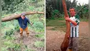 Agricultor de Cajamarca habría cosechado la yuca más grande del mundo