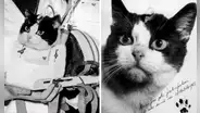 La desconocida historia de Felicette, la única gata que viajó al espacio y volvió con vida