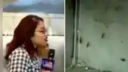 Reportera se sorprende tras ver cucarachas en pollería de San Martín de Porres: "Hasta náuseas siento”