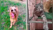 Rímac: piden ayuda para mantener albergue de perritos y gatitos rescatados de la calle