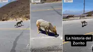 “Dicen que es suerte”: zorrito sorprende al interactuar con viajero en carretera de Arequipa