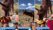 Llamita sorprende a pareja de turistas en pleno pícnic en Cusco: “La llama del amor”
