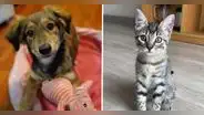 Colitas Patrias: realizan jornada de adopción cerca a plaza San Miguel este viernes 21 de julio