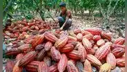 Desafíos del cacao peruano: cambio climático y nuevas regulaciones en la UE