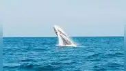 Piura y Tumbes: avistamiento de ballenas inyectará S/ 18 millones tras llegada de turistas