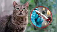 OMS alerta sobre el mayor brote de gripe aviar en gatos registrado en el mundo
