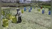 Producción agrícola de Arequipa bajaría hasta 20% por sequías