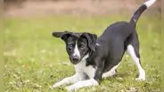 ¿Cómo calcular la edad de mi perro en años humanos? Tabla con edades