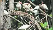 Tumbes es el paraíso de las aves playeras