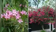 ¿Has visto esta flor en las calles de Lima? Conoce por qué sería letal para tu salud