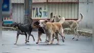 ¿Cómo saber la edad de un perro que encontré en la calle?: calcula aquí cuántos años tiene