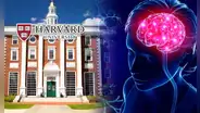 Seis alimentos recomendados para agudizar la memoria, según experta de Harvard
