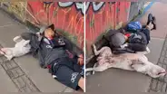 Perrito se queda dormido junto con su dueño en plena calle: “Eso es ser amigos”
