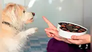 Esto es lo que pasa si le das chocolate a tu perro