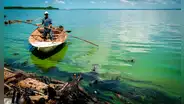 Lago de Maracaibo contaminado: ¿por qué está cada vez más verde y qué daños causa?