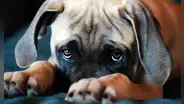 ¿Por qué las miradas de los perros nos producen tanta ternura? Estudio reveló la razón