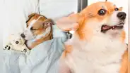 Si mi perro está soñando o tiene pesadillas, ¿debo despertarlo?