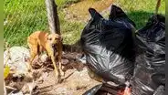 Un perro callejero salva a una bebé que fue abandonada dentro de una bolsa de basura