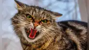 ¿Cómo saber si mi gato tiene rasgos psicópatas? Test psicológico para felinos lo revela