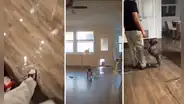 "Una refrescadita": perros se vuelven virales tras inundar una casa y usuarios los defienden