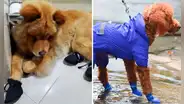Zapatos para perros: ¿necesarios o dañinos para su salud?