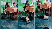 Perrito actúa como desmayado para que sus dueños le den comida: "Ni en 'La rosa de Guadalupe'"