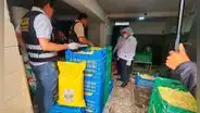 SMP: hallan nido de ratas en local que abastecía papas a pollerías del distrito