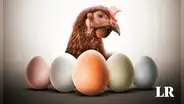 ¿Por qué hay huevos de diferentes colores y qué tipos de gallina los ponen?