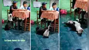 Perrito pide comida y al ver que sus dueños lo ignoran se desmaya: “Merece un Óscar”