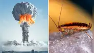 ¿Las cucarachas realmente pueden sobrevivir a una bomba nuclear? Esto dice la ciencia