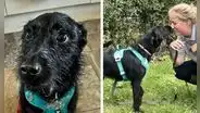 Veterinaria se niega a aplicar la eutanasia a perrito que querían sacrificarlo “por ladrar mucho”