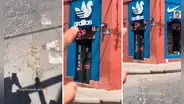 ¡Tiembla, Adidas! Tienda de zapatillas se hace viral en TikTok: “Ardillas, modelo exclusivo”