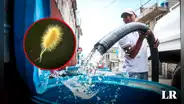 El 25% de hogares peruanos tiene agua contaminada con bacteria E. coli, según estudio