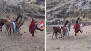 Peruano se hace viral tras ser captado desfilando en los andes junto a sus llamas en Cusco: “Qué lindo”