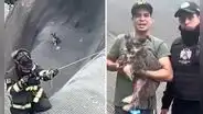 ¡Sana y salva! Rescatan a Nala, perrita que cayó al acantilado de la Costa Verde