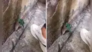 Astuta rata se esconde debajo de una plantita para evitar que la pisen: “Si no me muevo no me ven”