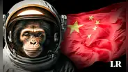 China planea enviar monos al espacio para que tengan sexo entre ellos