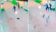 ¡La venganza de los Firulais!: jóvenes asustan a perritos y ellos llaman a su ‘hermano mayor'