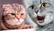3 señales infalibles para detectar si tu gato sufre de estrés