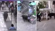 Toro suelto en calles y plaza de Armas de Ayacucho dejó varios heridos tras huir de corrida