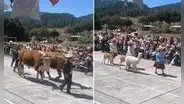 Desfile con animales en Cajamarca causa furor en redes sociales: "¡Viva el Perú!"