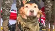 Parada Militar 2023: uniformados y con armas, perritos se preparan para desfile por Fiestas Patrias