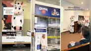 Empresa de leche invita a sus instalaciones a universitarios que expusieron disfrazados de vaca