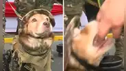 Periodista quiso tocar arma que llevaba perrito policía y este le mordió la mano: "No te metas con Firulais"