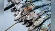 Produce podría autorizar una pesca exploratoria de anchoveta en el centro-norte