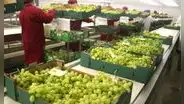Perú superaría en el 2027 a Chile en agroexportaciones