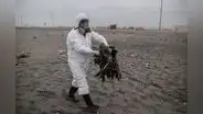 Arequipa: 3.000 aves murieron por gripe aviar en Mejía
