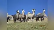 Exportaciones de fibra de alpaca superaron los US$93 millones el año pasado
