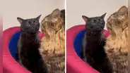 Este es el origen del gato 'disociado' que creó un meme viral: ¿dónde nació y cuál es su nombre real?